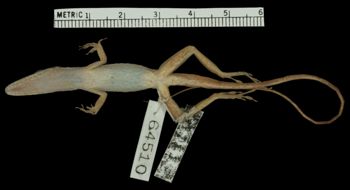 Media type: image;   Herpetology R-64510